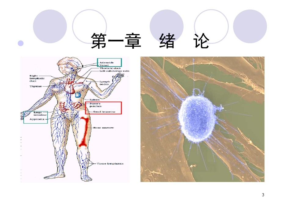 医学免疫学概述课件.ppt_第3页