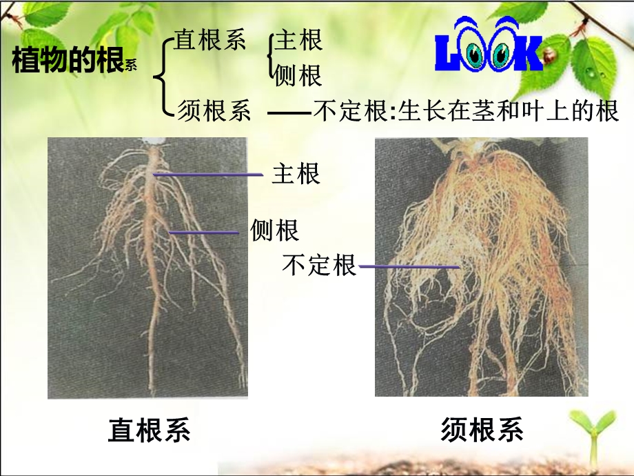 第一节在实验室里观察植物课件.ppt_第2页