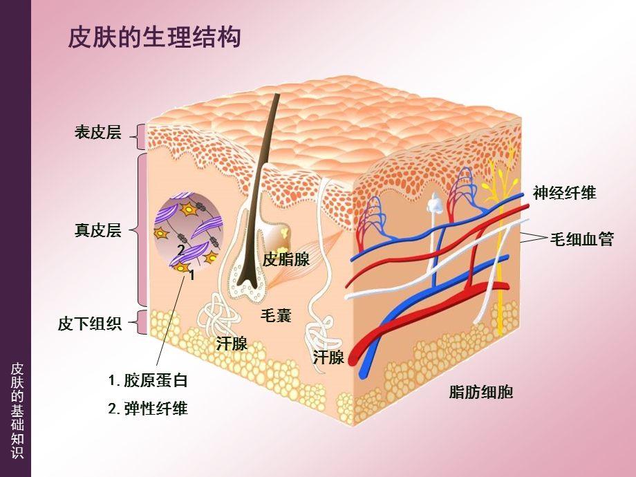 皮肤的基础知识ppt课件.ppt_第2页