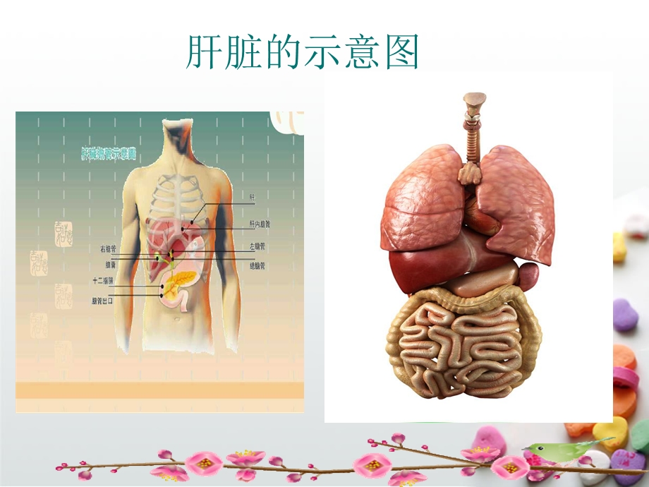 肝癌病人护理查房课件.ppt_第2页