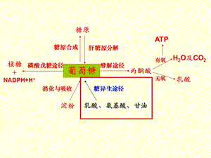 第04章糖代谢3概要课件.ppt