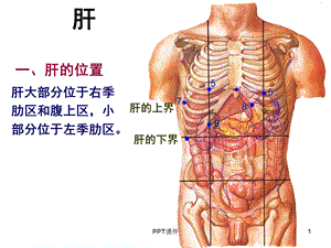 肝胆系统解剖课件.ppt