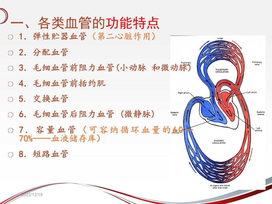 生理学：第三节血管生理课件.ppt_第2页