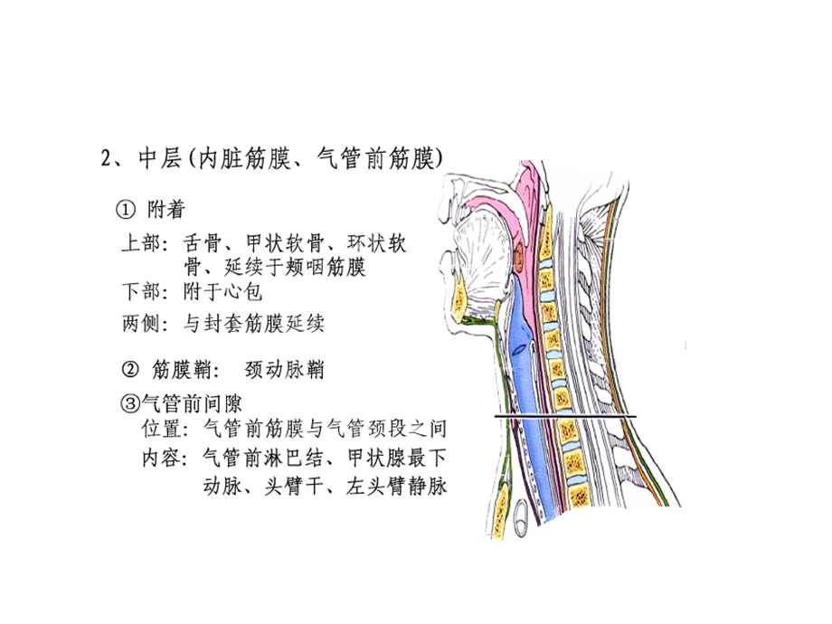 耳鼻喉颈部脓肿优质ppt课件.ppt_第3页