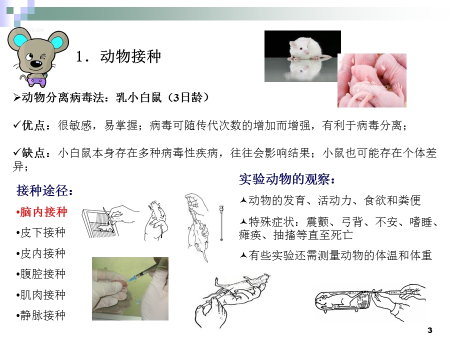 病毒的分离鉴定课件.ppt_第3页