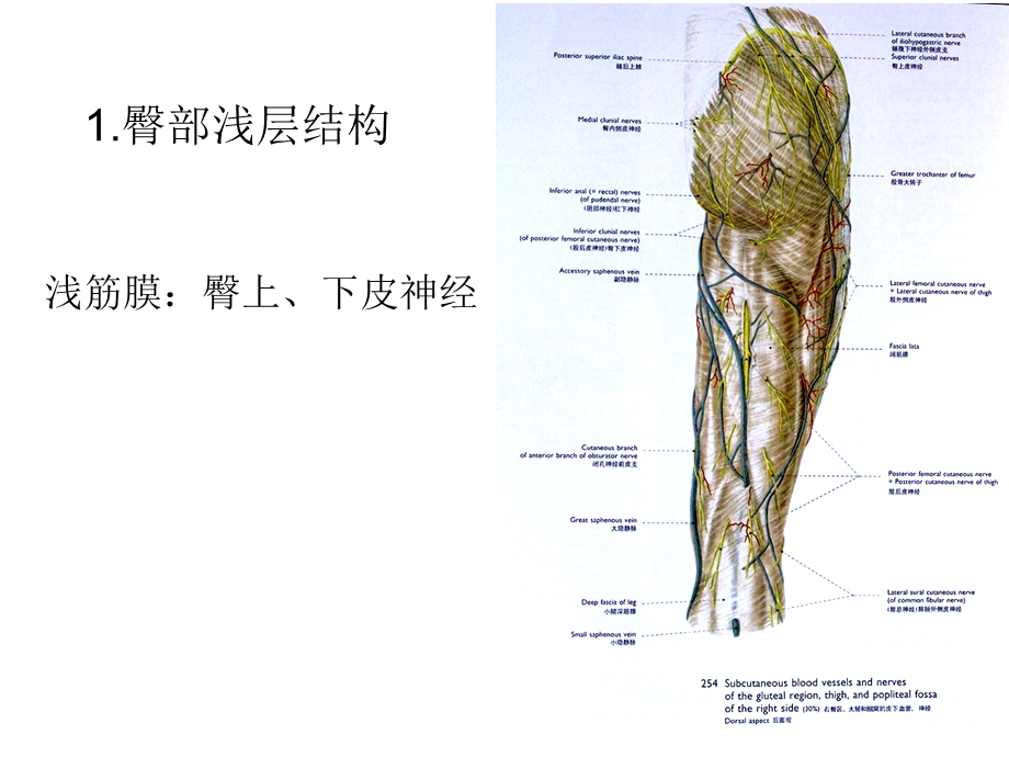 臀部股后区腘窝及小腿后区课件.pptx_第2页