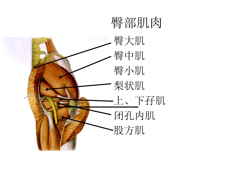 臀部股后区腘窝及小腿后区课件.pptx_第3页