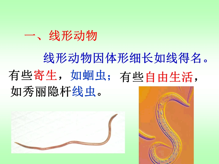 线形动物和环节动物 ppt课件.ppt_第3页