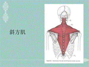 肌筋膜激痛点治疗课件.ppt