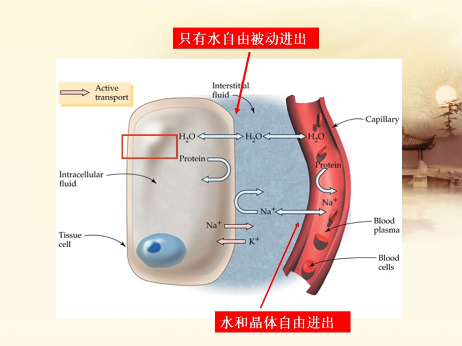 禁食危重病人补液课件.ppt_第2页