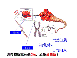 用DNA是主要的遗传物质ppt课件修改.ppt