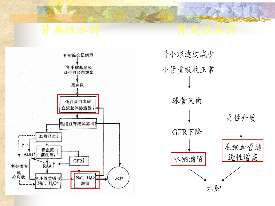 肾脏疾病的常见临床表现课件.ppt_第2页