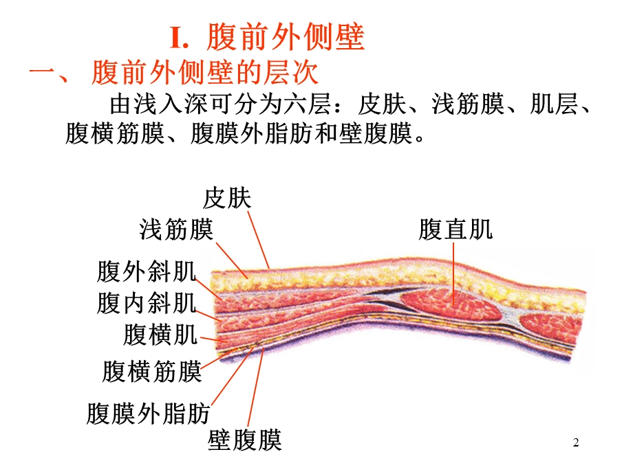 腹前外侧壁和腹腔课件.ppt_第2页