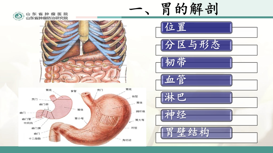 胃大部切除术的围手术期的护理课件.ppt_第3页