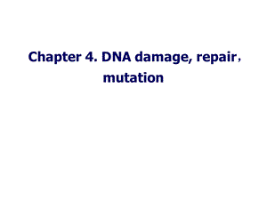 第四章DNA的突变损伤和修复课件.ppt