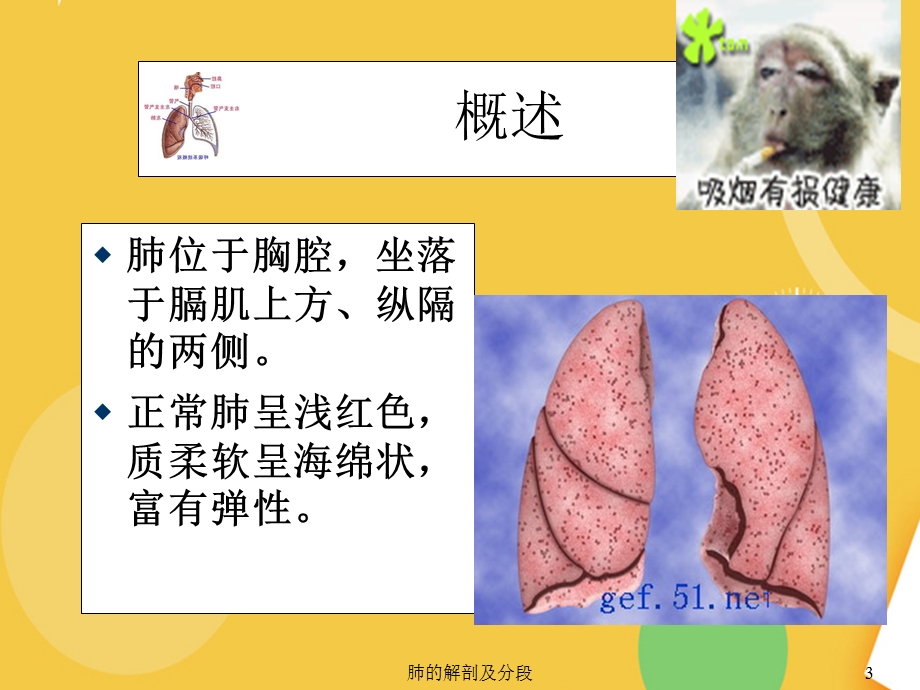 肺的解剖和生理.完整PPT资料课件.ppt_第3页