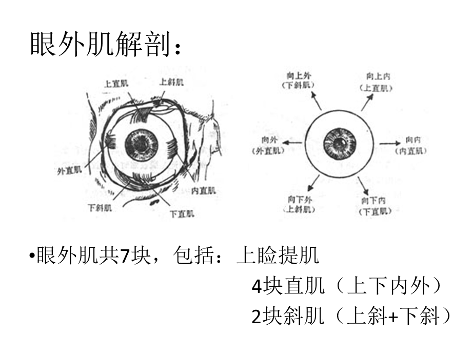 眼肌麻痹专业医学知识宣讲讲义课件.ppt_第3页