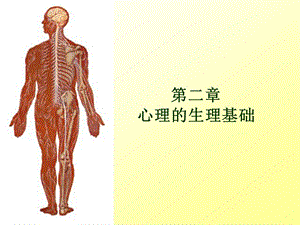 第二章 心理的生理基础 课件.ppt