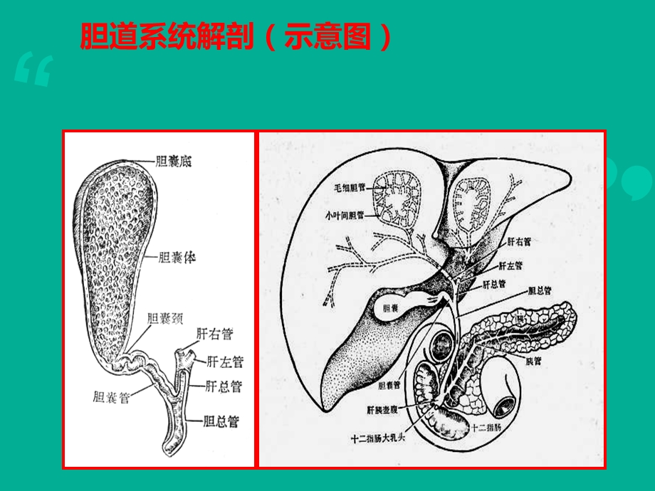 胆囊癌治疗和护理课件.ppt_第1页