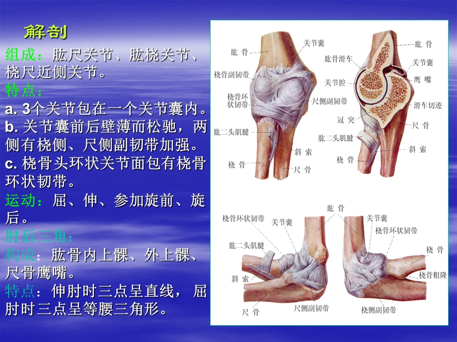 肘关节脱位ppt课件.ppt_第3页