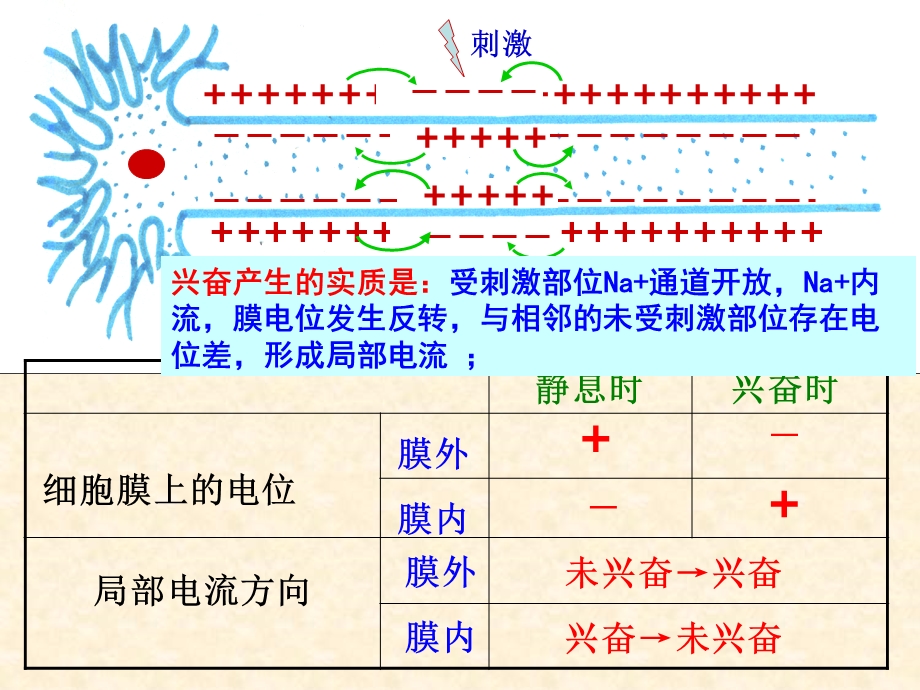 神经调节（三）兴奋的产生传导和传递课件.pptx_第2页