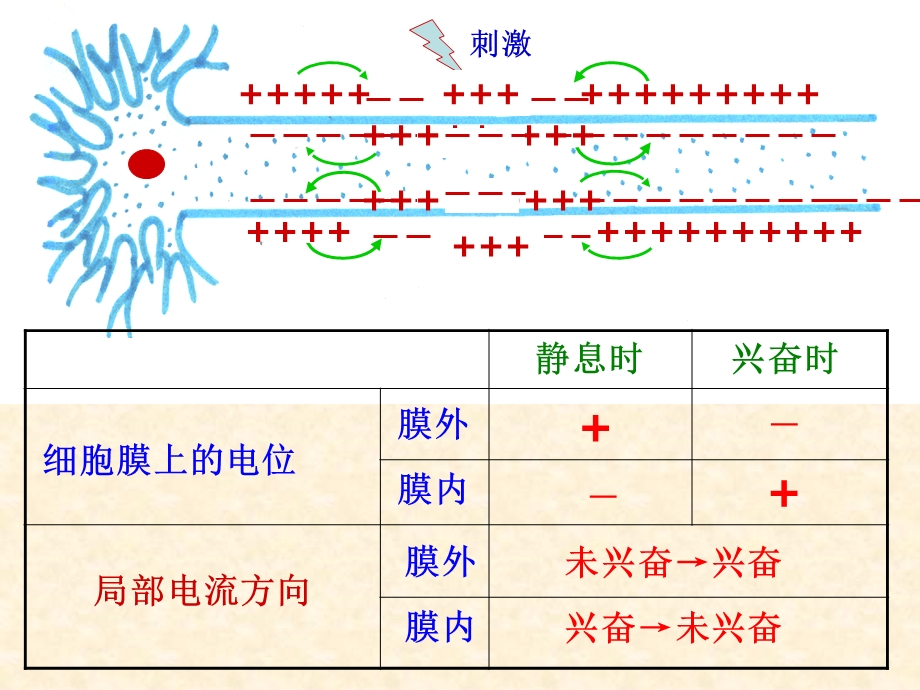 神经调节（三）兴奋的产生传导和传递课件.pptx_第3页