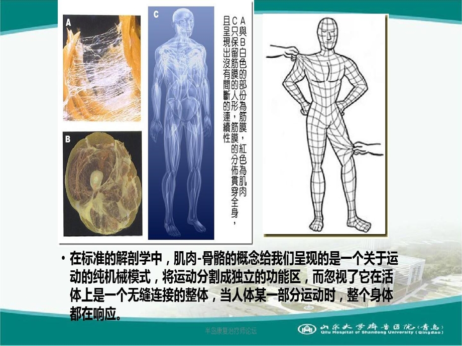 肌筋膜理论指导下的腰骶康复课件.ppt_第3页