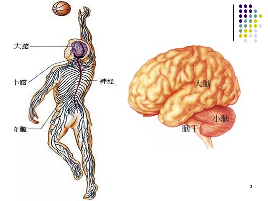 第二章外周神经系统药物课件.ppt_第3页