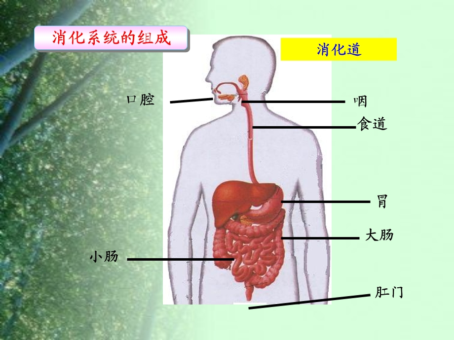 第二节消化与吸收 课件.ppt_第2页