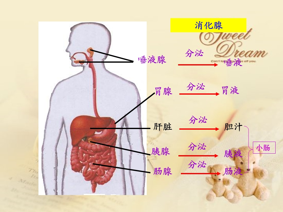 第二节消化与吸收 课件.ppt_第3页