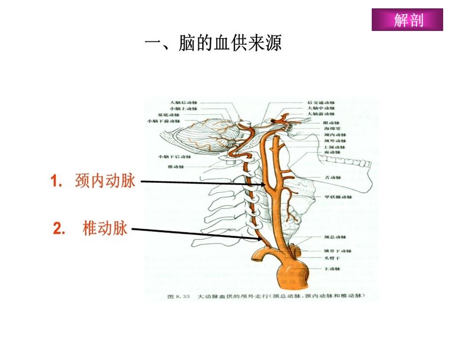 脑分水岭梗死课件.ppt_第3页