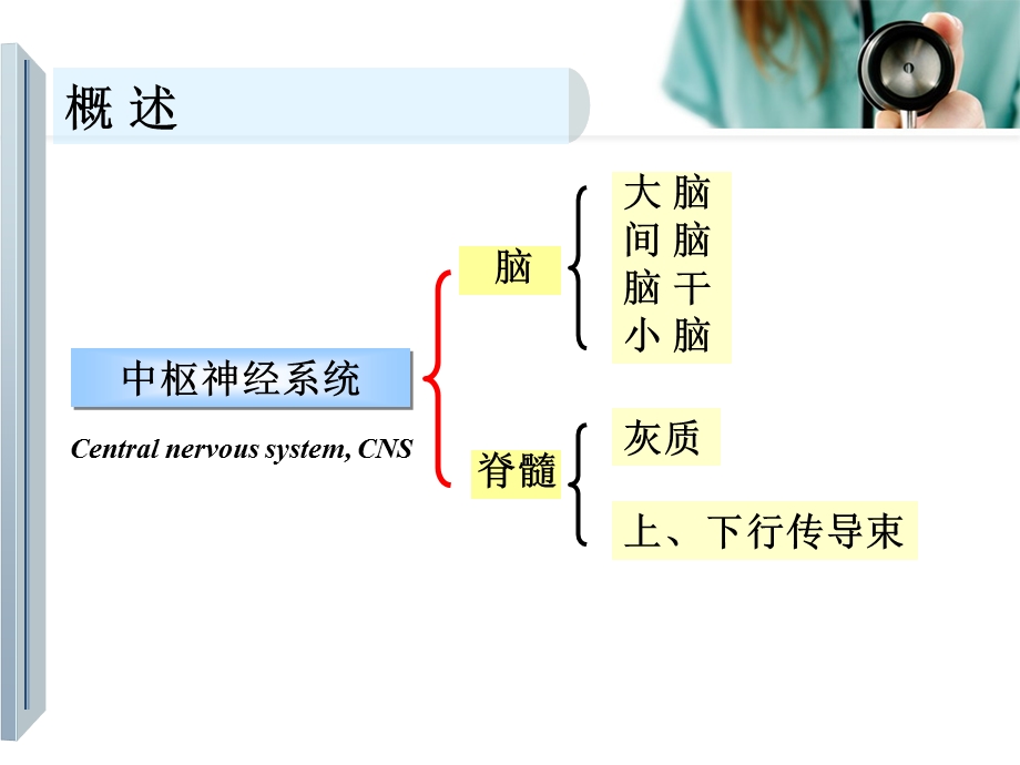 神经系统定位诊断(神经系统传导通路及定位诊断)课件.ppt_第3页