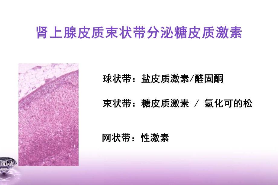 激素在风湿科疾病中的应用课件.ppt_第3页