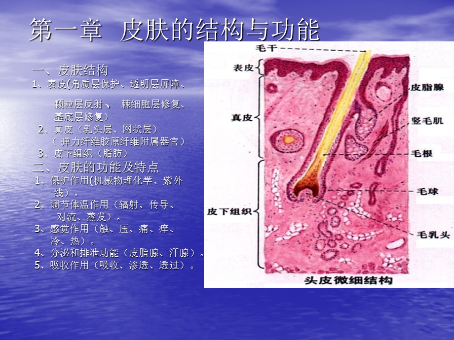 美容和饮食营养保健件PPT讲稿课件.ppt_第3页