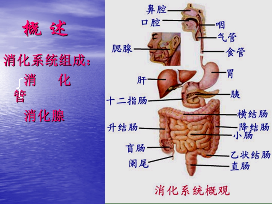 消化系统解剖生理PPT讲稿课件.ppt_第2页