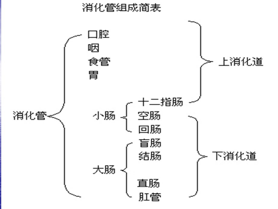 消化系统解剖生理PPT讲稿课件.ppt_第3页