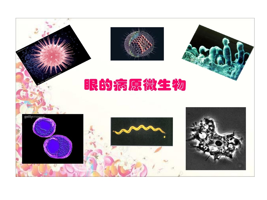 眼病原微生物课件.ppt_第2页