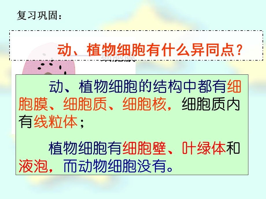 第三节细胞分裂与分化课件.ppt_第1页