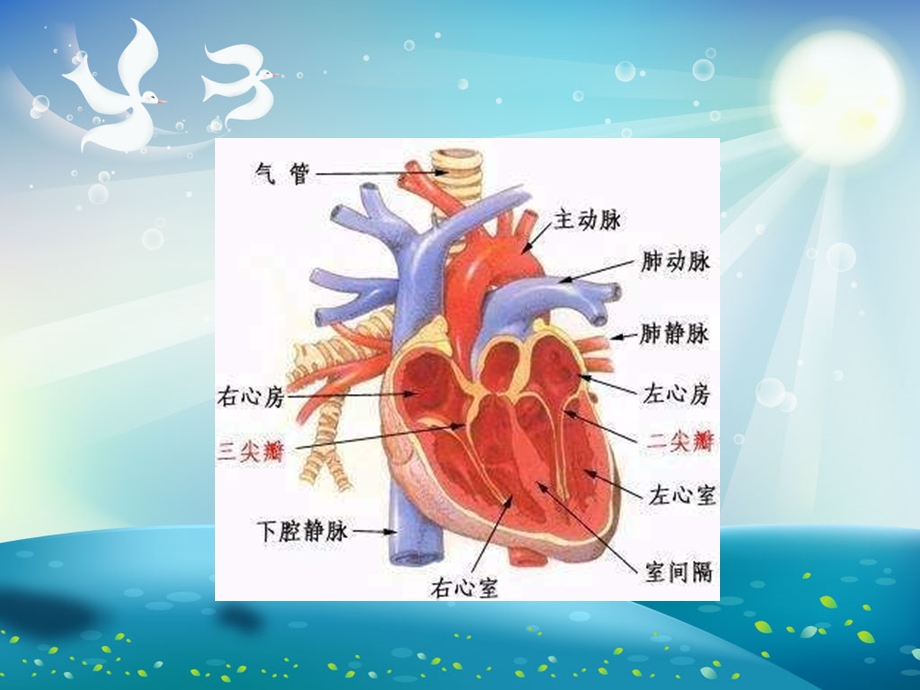 缺血性心脏病患者的护理ppt课件.ppt_第2页