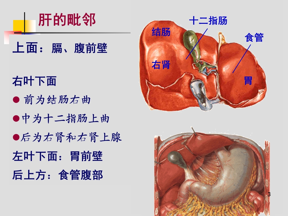 肝胆、门静脉解剖课件.ppt_第3页