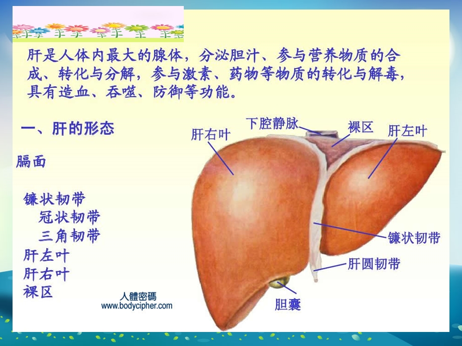 肝叶切除术的手术配合与护理课件.ppt_第2页