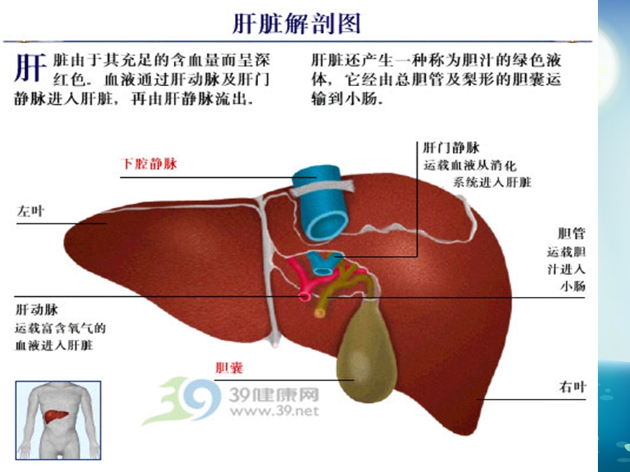 肝叶切除术的手术配合与护理课件.ppt_第3页