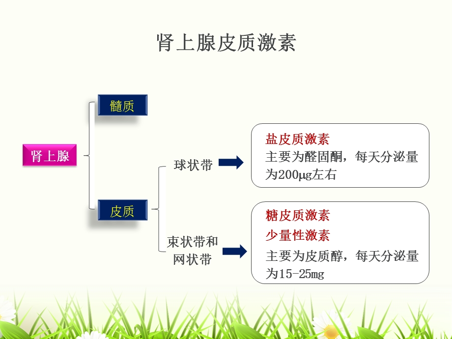 糖皮质激素的合理使用课件.ppt_第3页