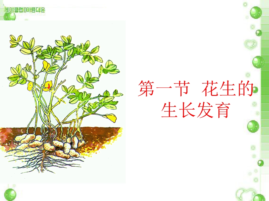 第六章第一节花生的生长发育资料课件.ppt_第1页