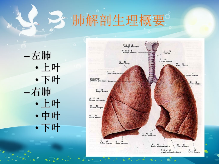 肺癌的疾病常规及护理要点ppt课件.ppt_第1页