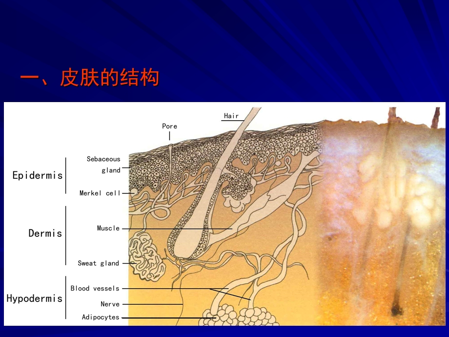 皮肤及其衍生物课件.ppt_第3页