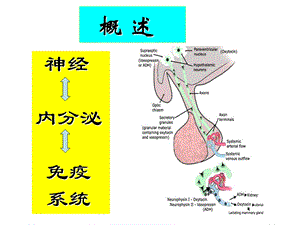 神经内分泌免疫课件.ppt