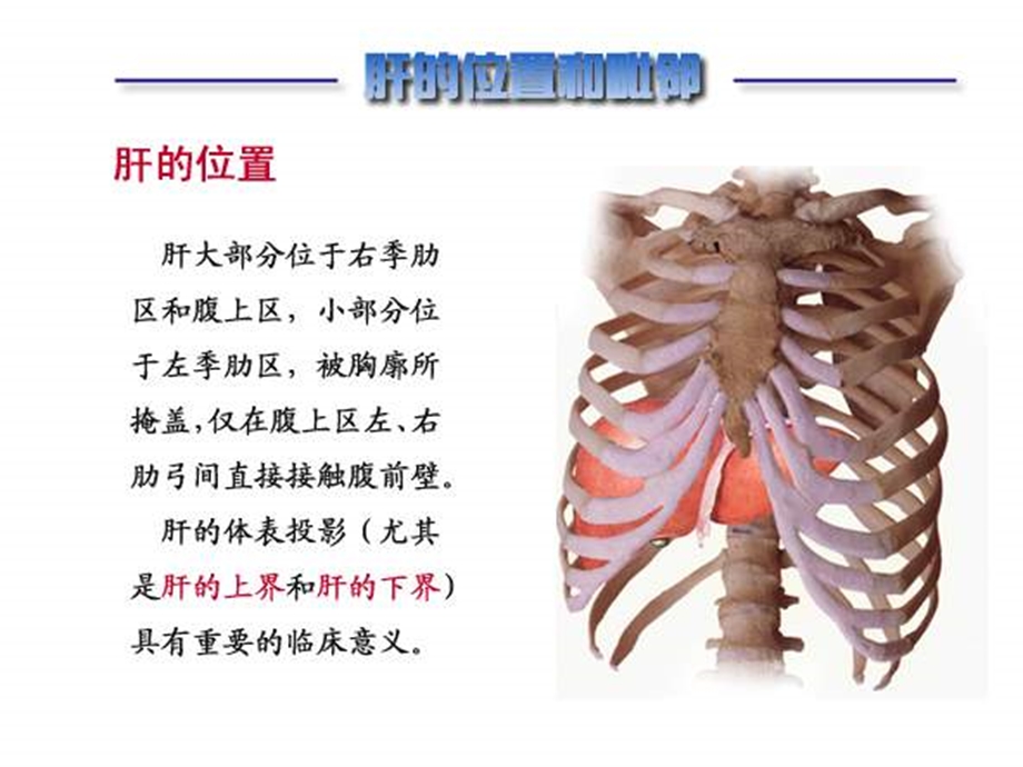 肝硬化培训ppt课件.ppt_第2页