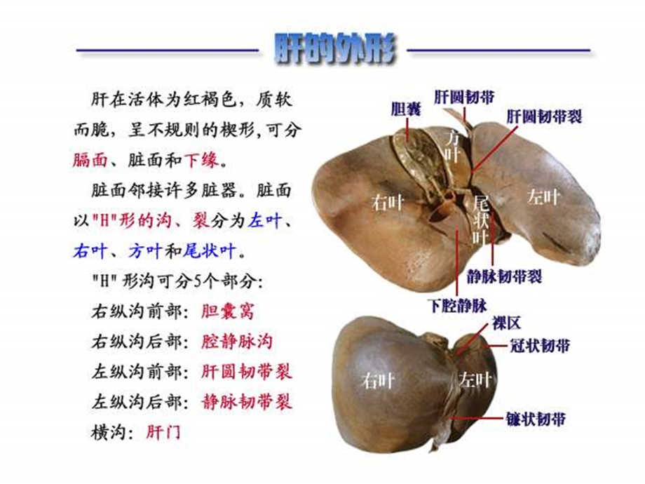 肝硬化培训ppt课件.ppt_第3页