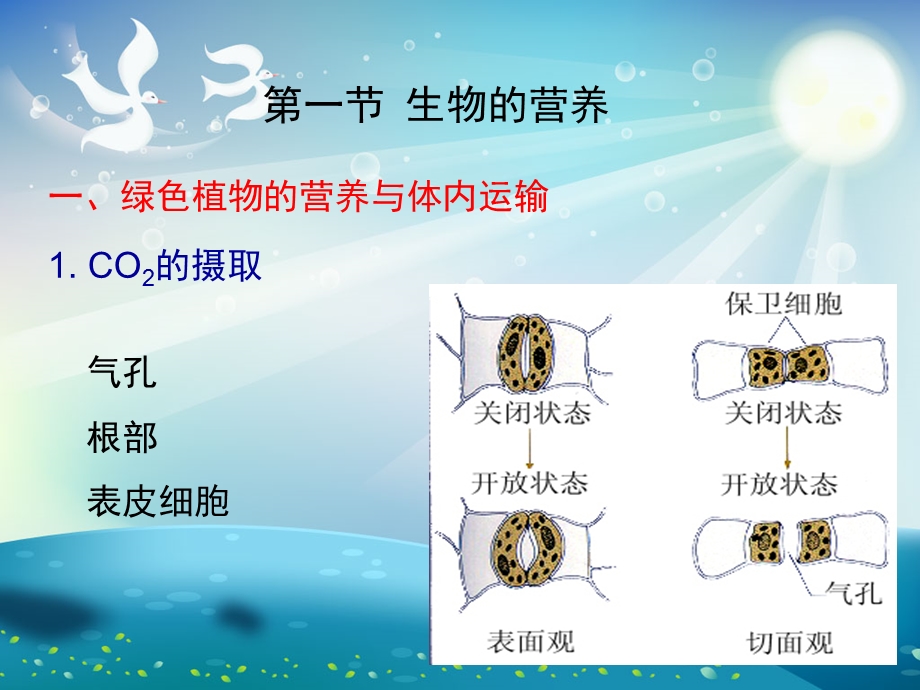 生物的营养呼吸和代谢ppt课件.ppt_第2页